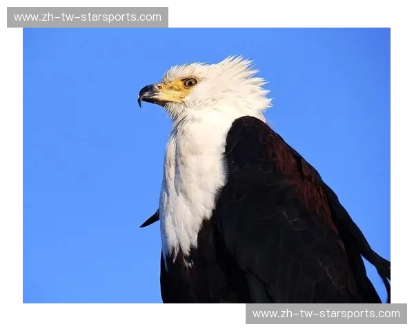 巅峰博弈:当“陆地魅影”遇见“天空霸主”,一场关于猫与鹰的宿命交锋